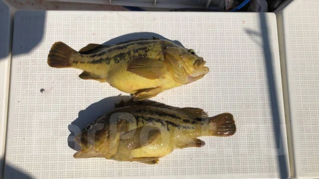 ������ ������. 6 �������, 60���/� ����