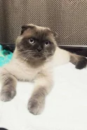 ����������� ��������� �����. ����