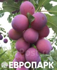 Сливово вишневый гибрид бетта описание фото