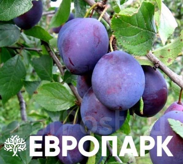 Сливово-вишневый гибрид Омская ночка, новый, в наличии. Цена: 1 350₽ во ...