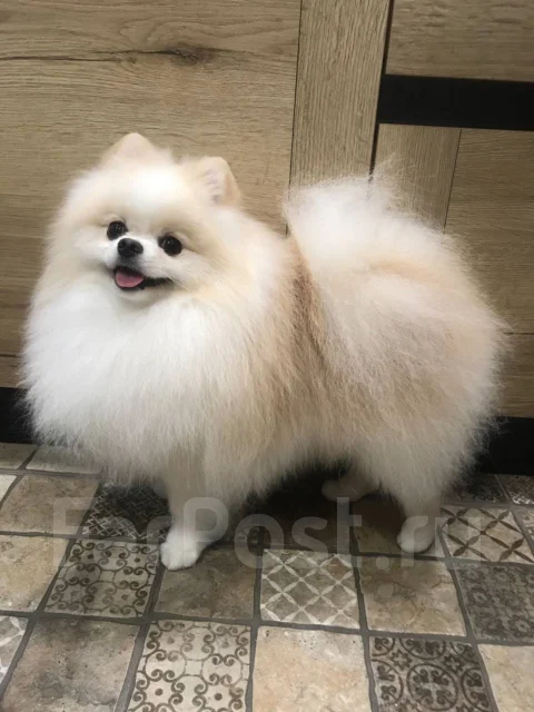 ����. ����