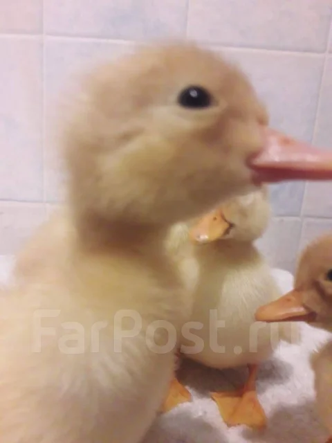 ����. ����