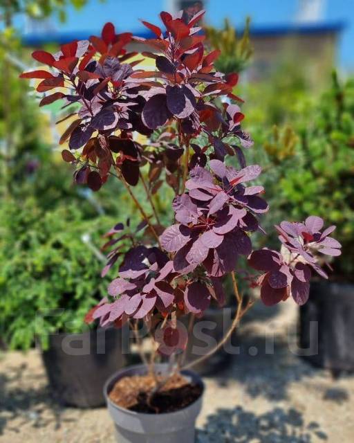 Скумпия кожевенная royal purple фото