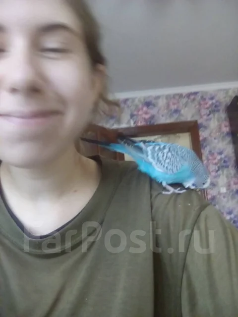 Передержка грызунов, птиц и др. мелких животных на квартире - Животные ...