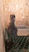 ������. ����