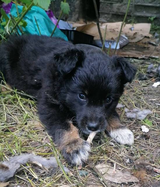 Щенка собаки в добрые руки взять. Щенки в добрые руки. Собачки даром. Отдам даром собаку. Хорошие руки рязань.