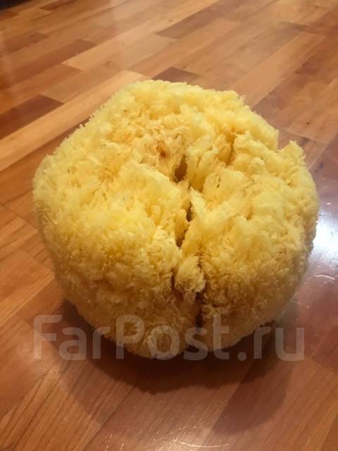 Натуральная морская губка (мочалка) - Косметика во Владивостоке