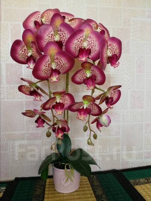 Орхидея фиолетовая (фото). Какие бывают орхидеи и как за ними ухаживать?