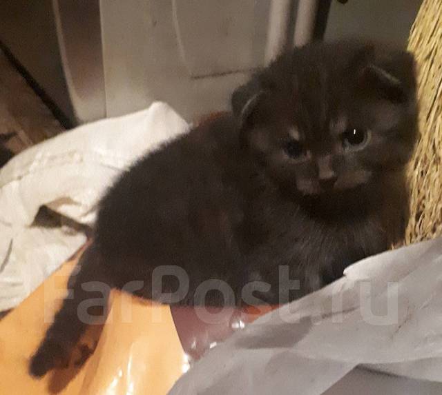 Фото Шотландских Котят 1 Месяц