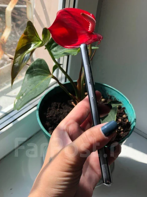 ZTE Nubia Z9 Max. �/�, ������, 4G LTE ����