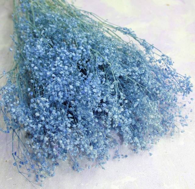 семена гипсофилы голубой
