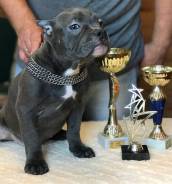 ������������ �����. ��� �����