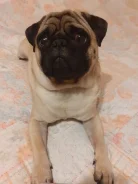 ����. ����