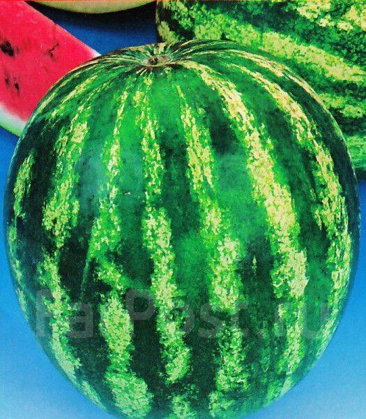 Сибирские арбузы фото. Сибирские арбузы фото. Арбуз флорида f1. Арбузы в сибири. Овальный арбуз.