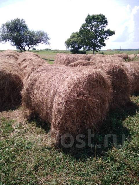 Сено в рулонах, с/х животных, в наличии. Цена: 700₽ во Владивостоке