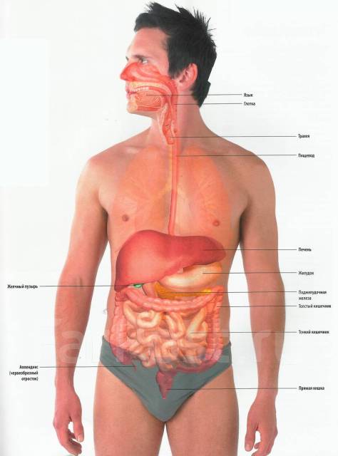 Жкт человека схема расположения у мужчин