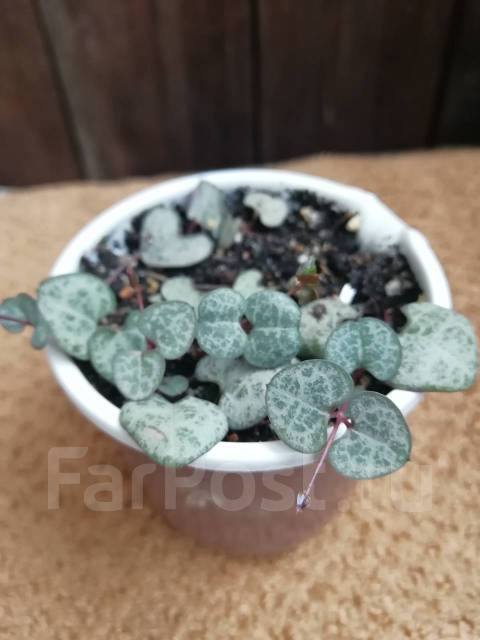 Церопегия Вуда, в наличии во Владивостоке