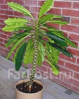 Псевдопальма - Молочай беложильчатый (Euphorbia leuconeura), в наличии ...