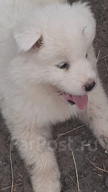 �����. ����