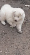 �����. ����