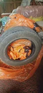 Maxxis MA-Z1 Victra. ������, 2006 ���, �/�, ����� 10 % ����