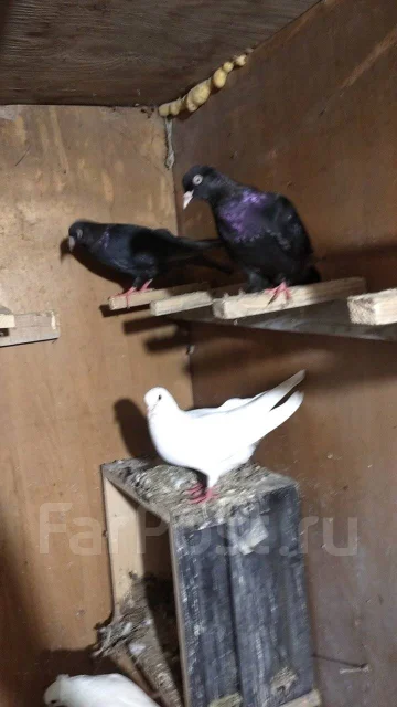 ������. ����