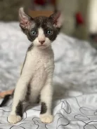 ����. ����