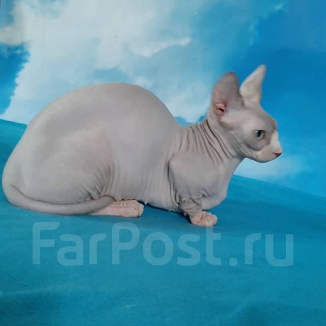 Кошечка породы Бамбино, в наличии. Цена: 30 000₽ во Владивостоке