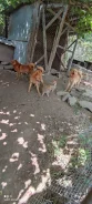 ������-������� �����. ����