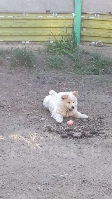 �����. ����