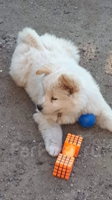 �����. ����