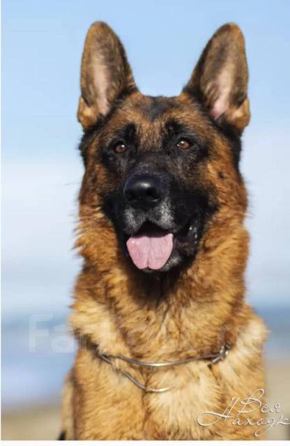 Фото Чистокровной Немецкой