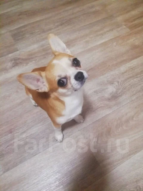 ��������. ����