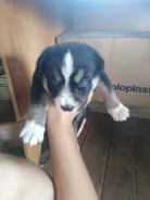 �����. ����