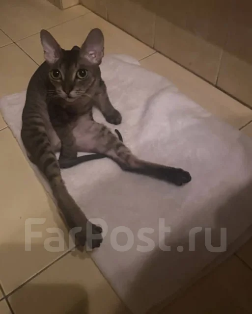 ������. ����