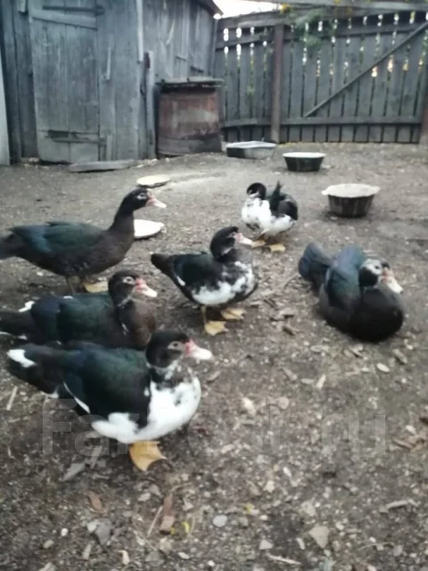 ����. ����