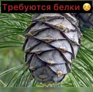 �������-��������. ��� �������. ���������� ���� ����