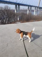 �����. ����