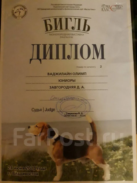 �����. ����