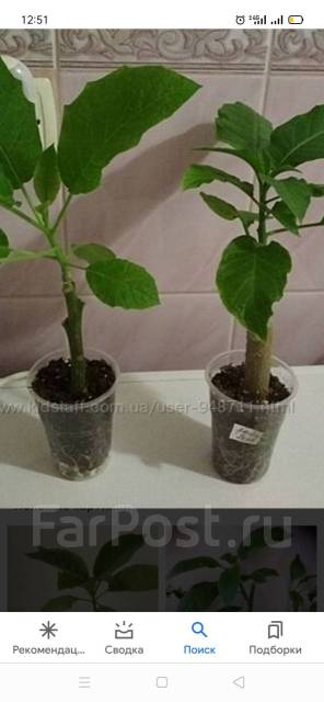 Бругмансия, саженец - Сад и огород во Владивостоке