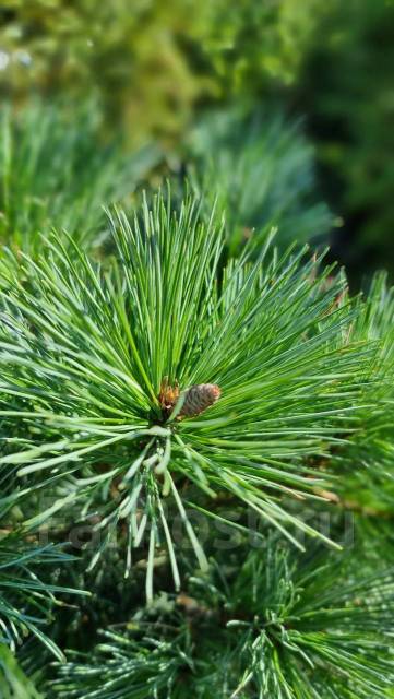 Сосна веймутова, новый, в наличии. Цена: 14 650₽ во Владивостоке