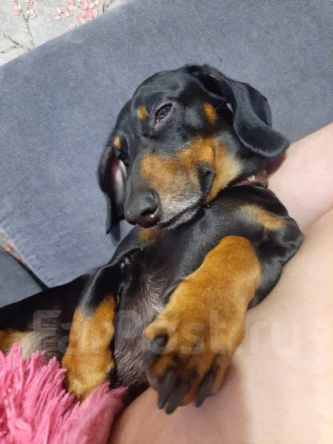 �����. ����