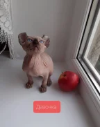 ����. ����