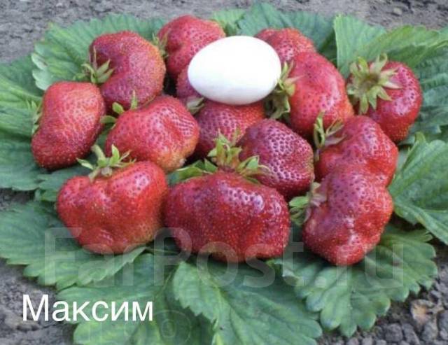 Продам саженцы малины, клубники, новый, в наличии. Цена: 100 ₽ в Спасске-Дальнем