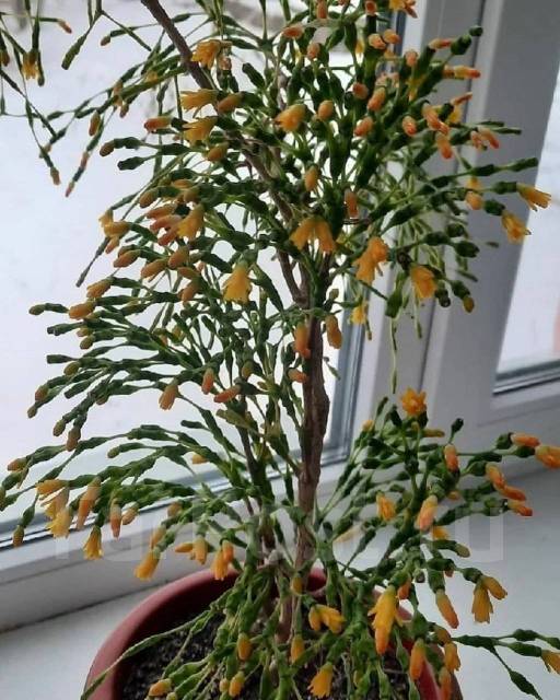 Хатиора, в наличии. Цена: 400₽ во Владивостоке