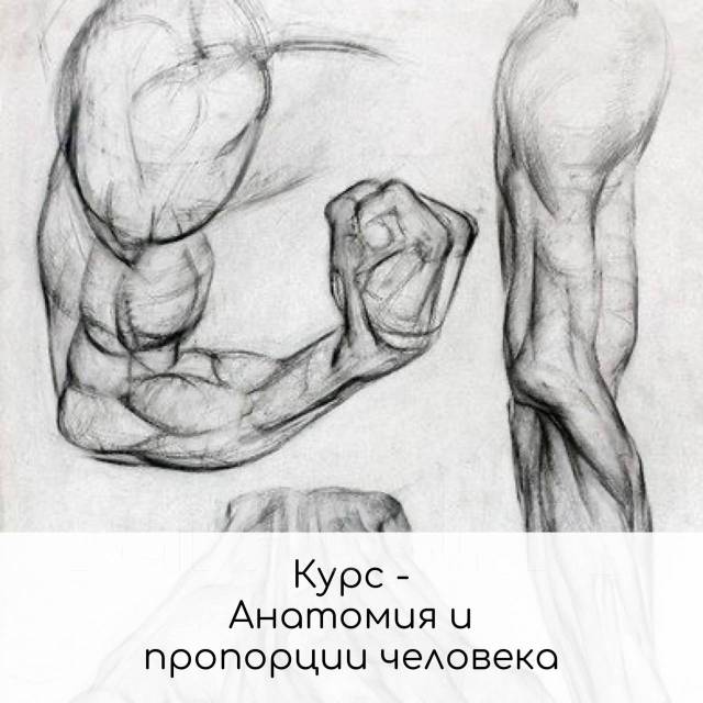 Курсы по анатомическому рисунку