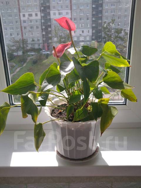 Продам цветок антуриум красный карликовый, в наличии. Цена: 800₽ во ...