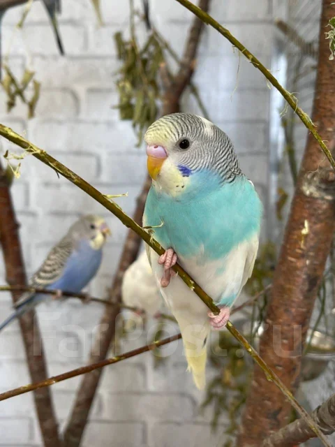 ������� ���������. ����