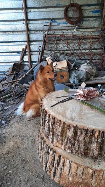 Щенок лайки нет стула