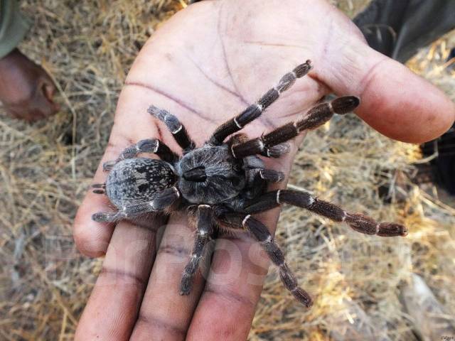 Пауки бурятии фото Яд) Ceratogyrus marshalli Самка 3см по телу паук птицеед, в наличии. Цена: 1 500